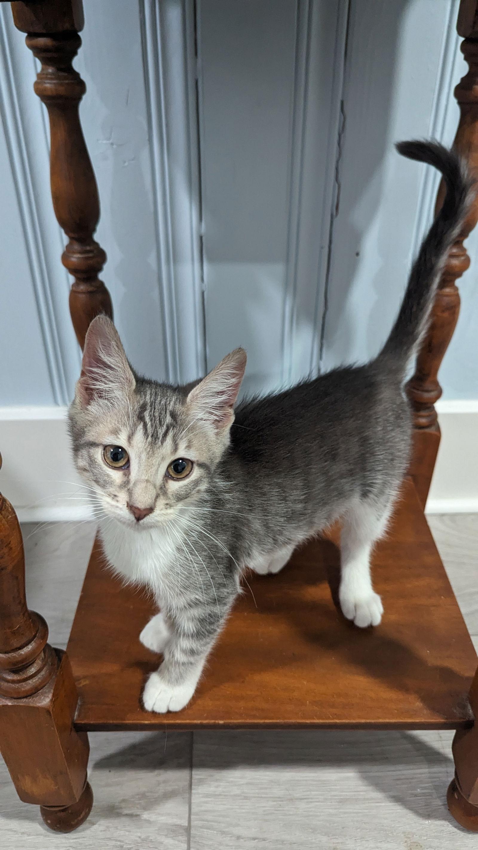 Matilda, Adoptable, Young Female Domestic Short Hair & Tabby.