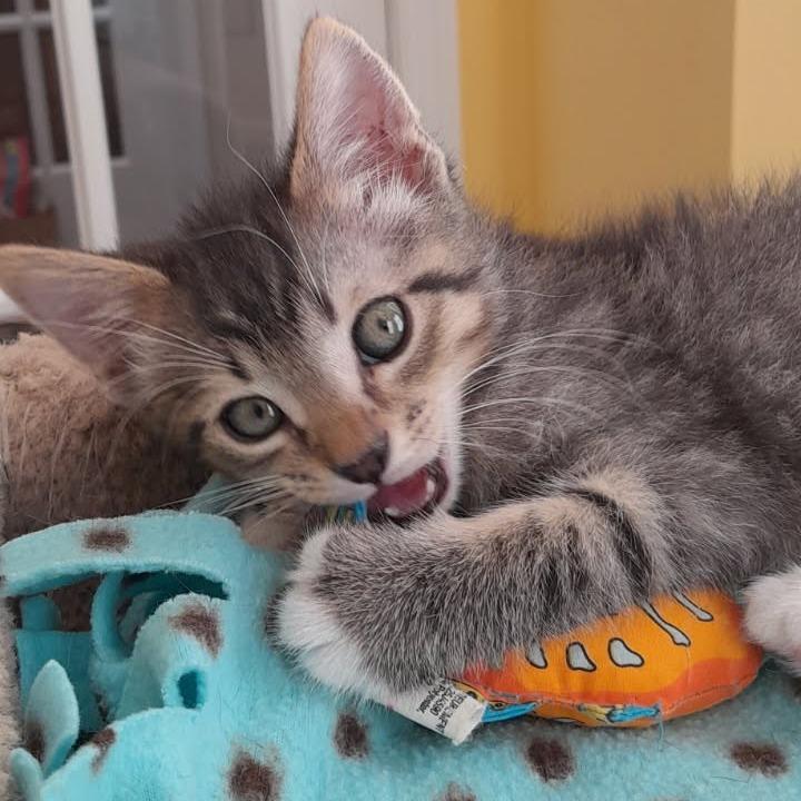 Grandy, Adoptable, Kitten Male Domestic Short Hair.