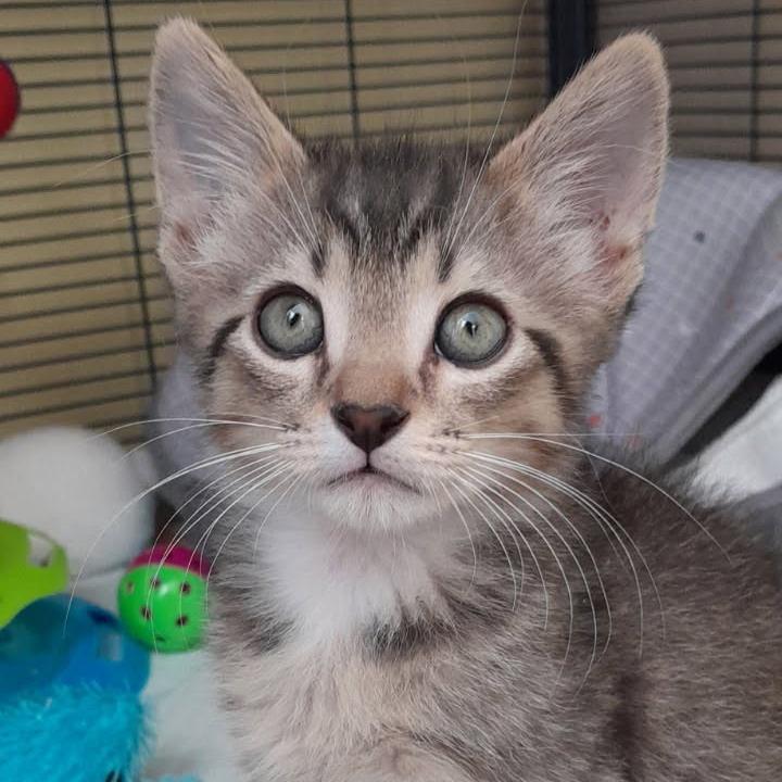 Enlarge Grandy, a Adoptable Domestic Short Hair in Newport News, VA image 2/4