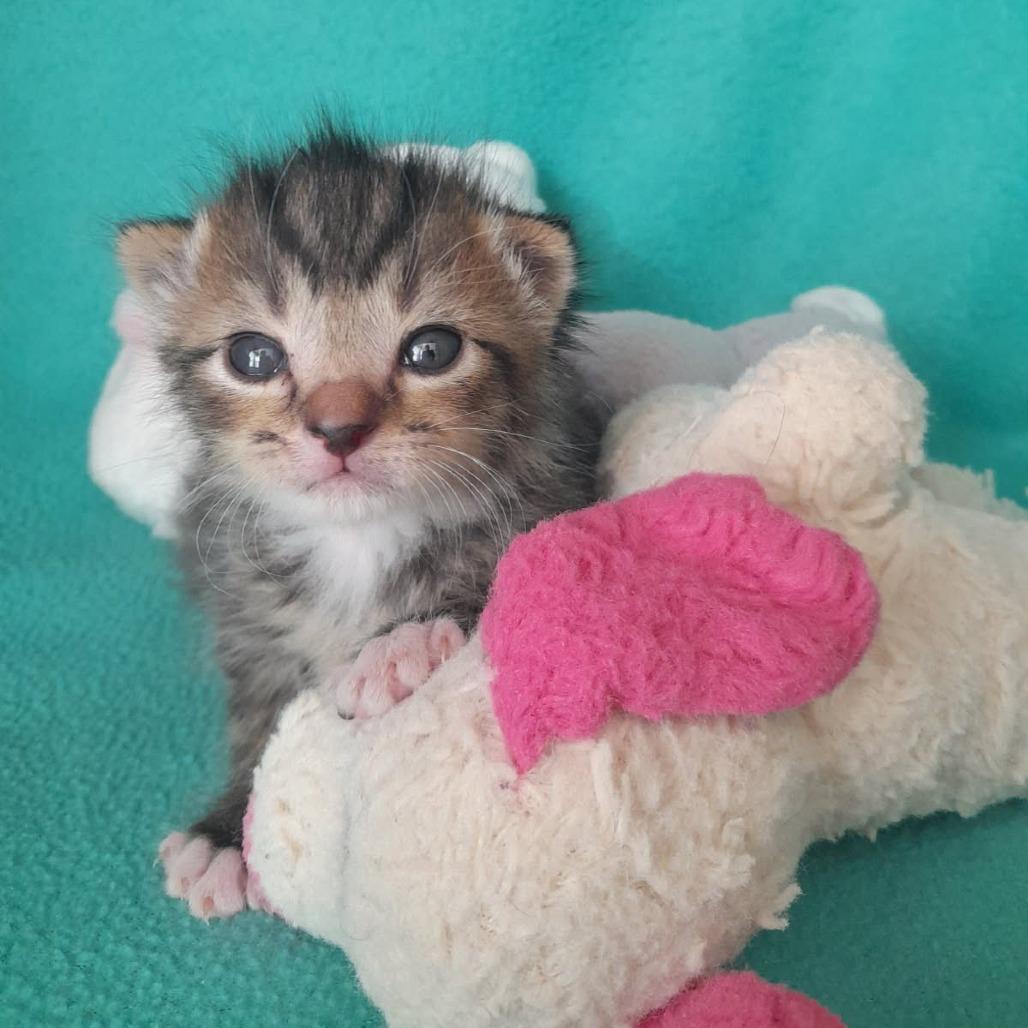 Enlarge Grandy, a Adoptable Domestic Short Hair in Newport News, VA image 3/4