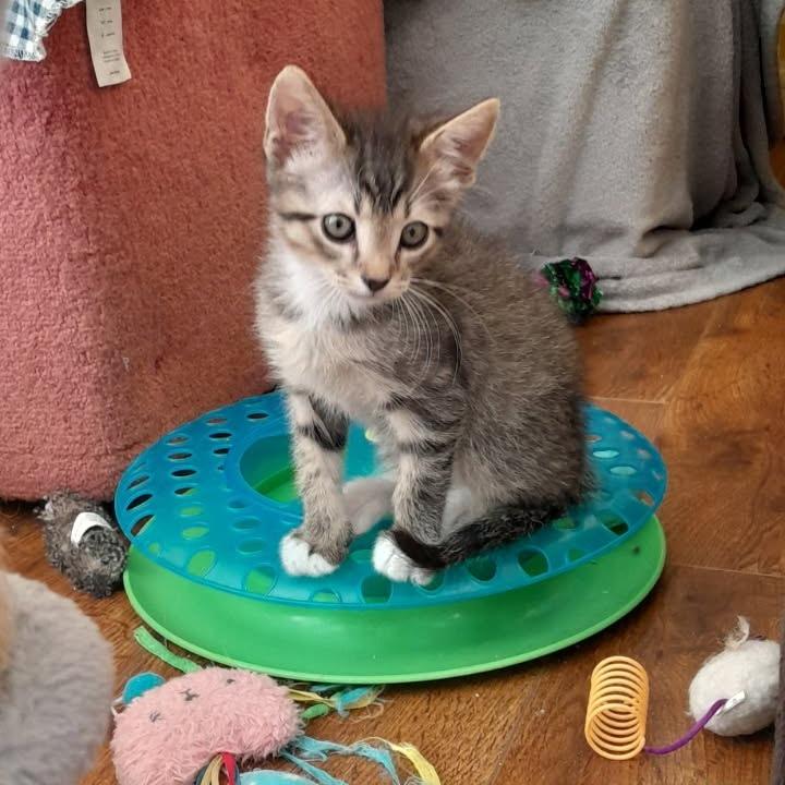 Enlarge Grandy, a Adoptable Domestic Short Hair in Newport News, VA image 4/4