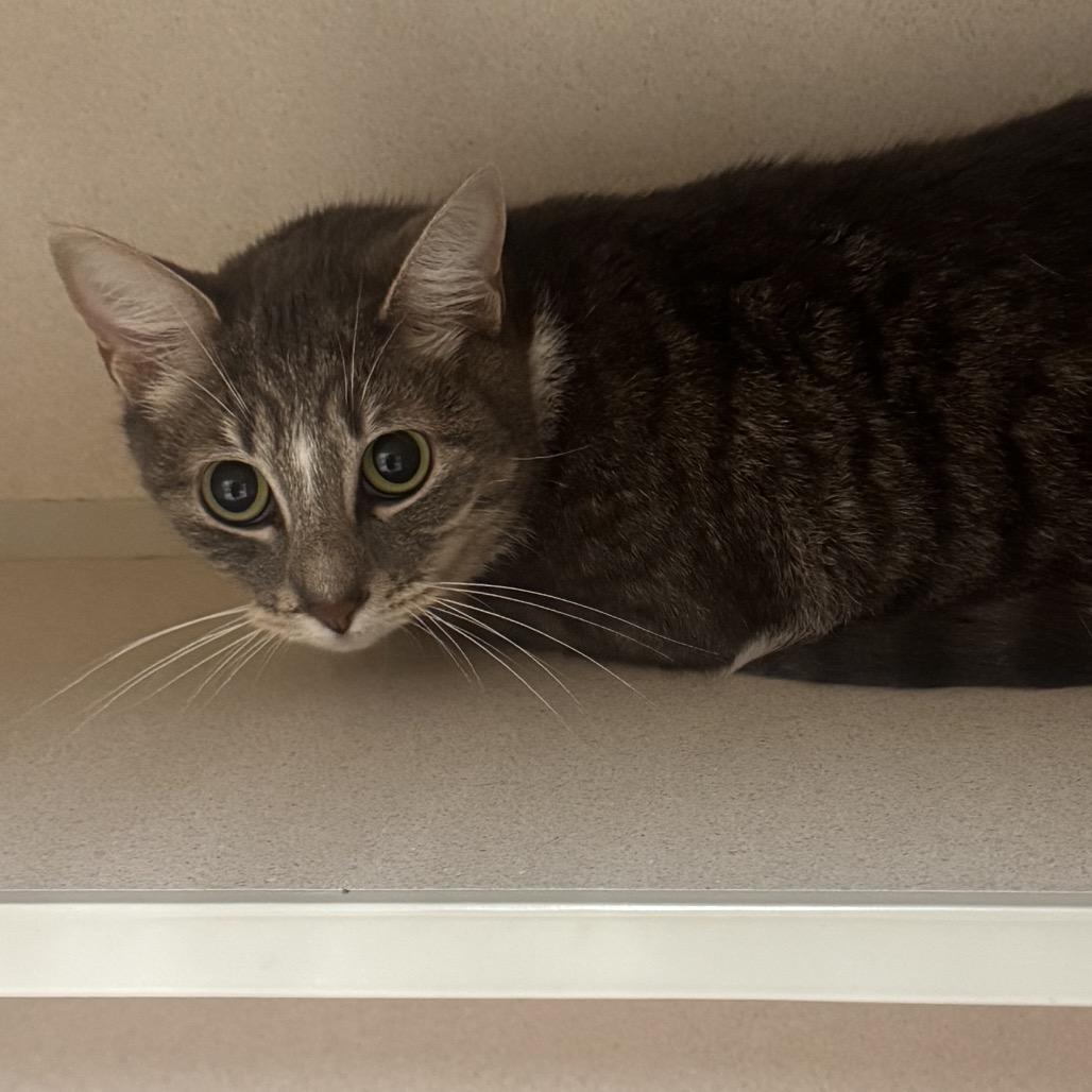 Friday, Adoptable, Adult Female Domestic Short Hair.