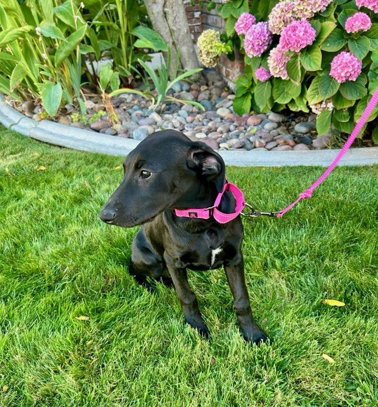 Rembrandt, a ADOPTABLE mixed breed in Temecula, CA image 3/3