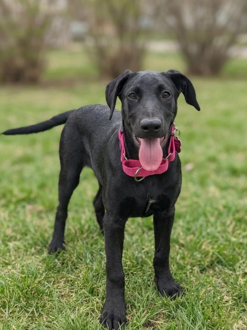 Rembrandt, a ADOPTABLE mixed breed in Temecula, CA image 2/3
