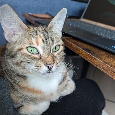 Jocelyn, Adoptable, Adult Female Torbie.