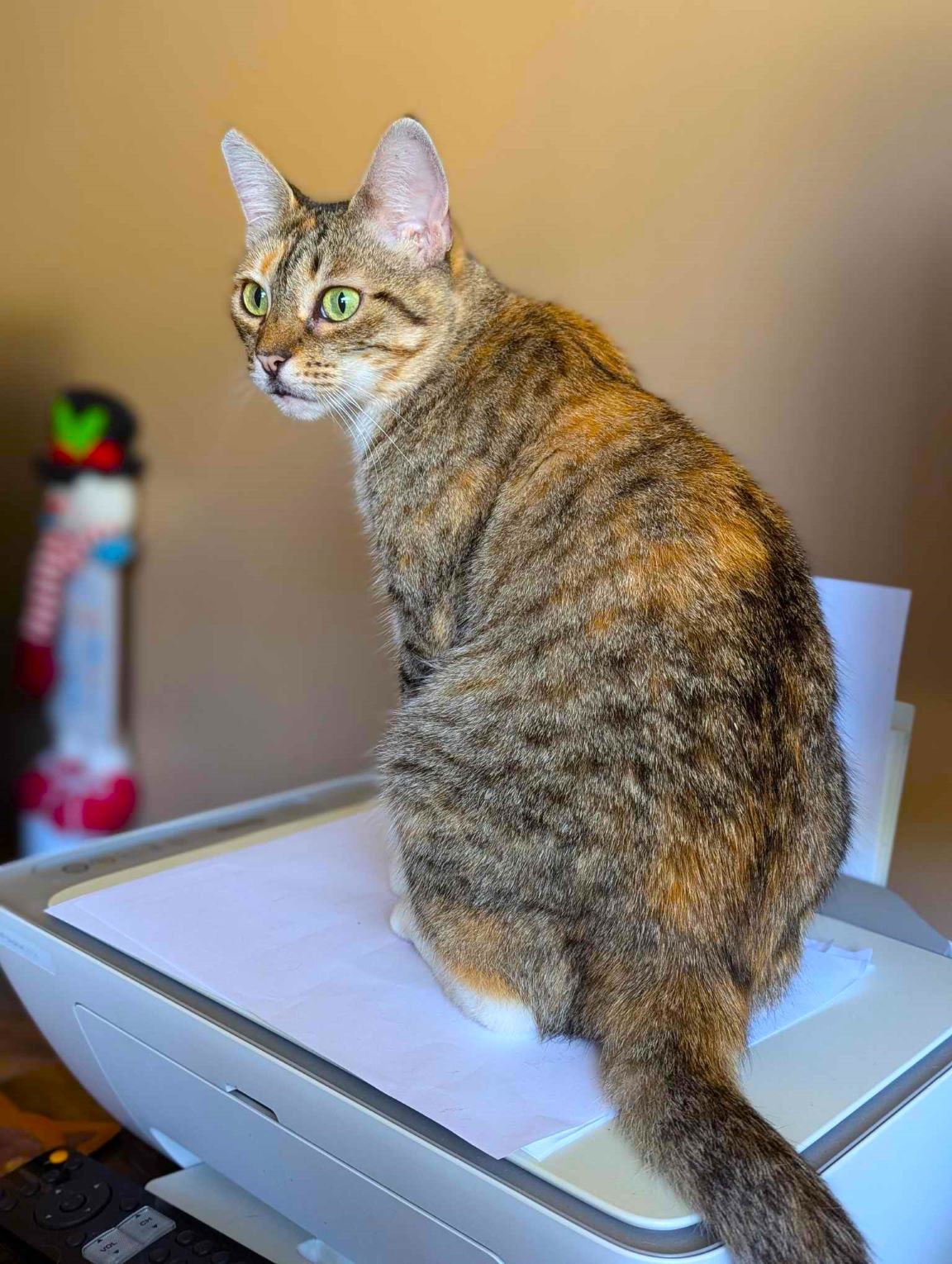 Jocelyn, Adoptable, Adult Female Torbie.