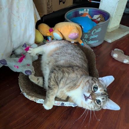 Enlarge Jocelyn, a Adoptable Torbie in Rancho Palos Verdes, CA image 2/6