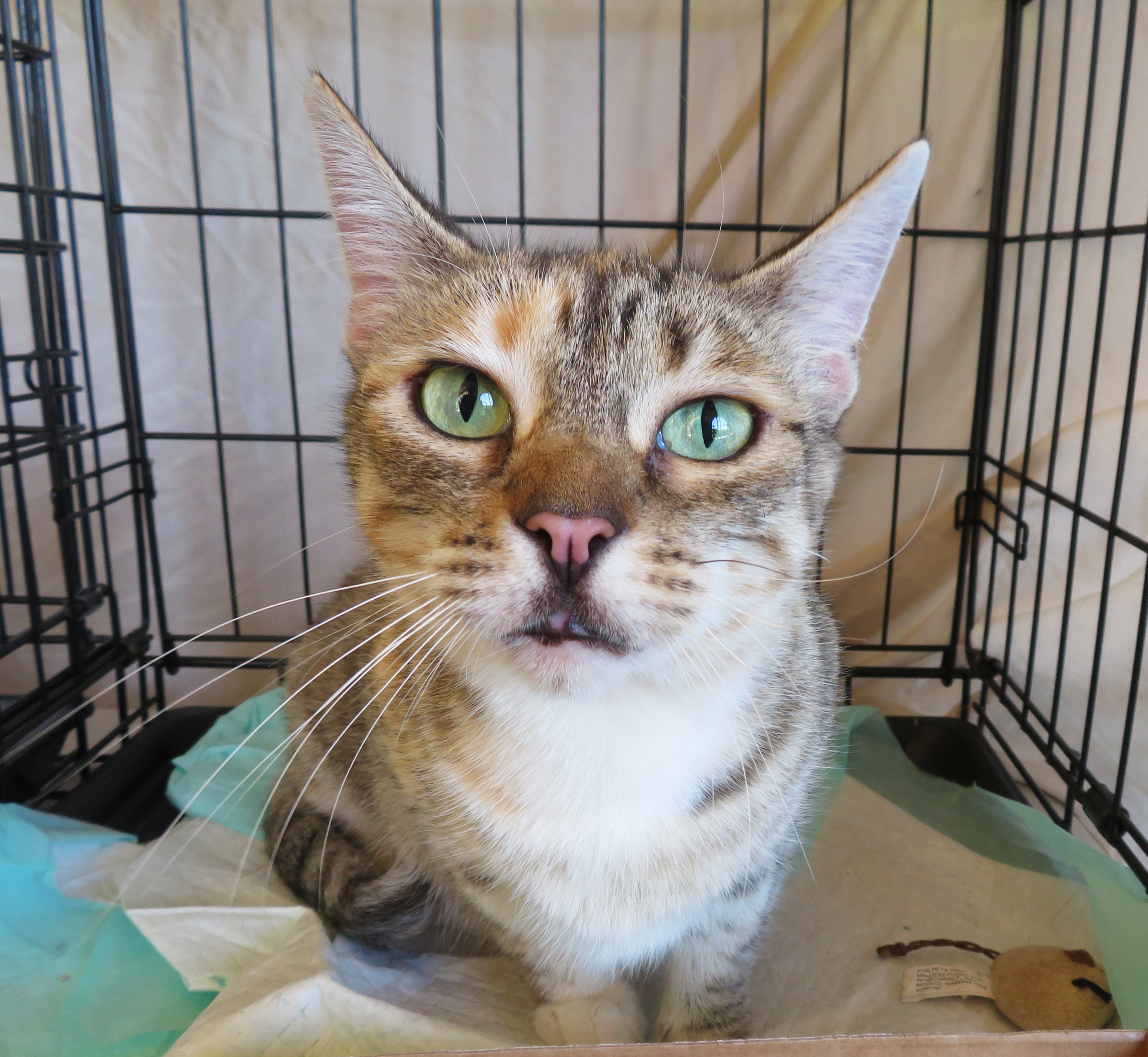 Enlarge Jocelyn, a Adoptable Torbie in Rancho Palos Verdes, CA image 5/5