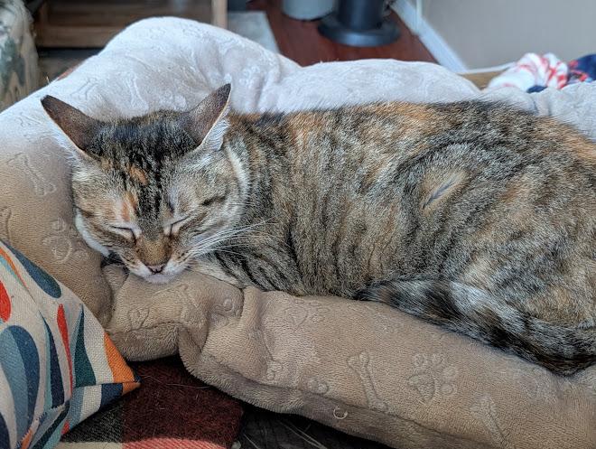Enlarge Jocelyn, a Adoptable Torbie in Rancho Palos Verdes, CA image 4/6