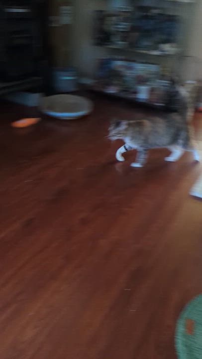 Enlarge Jocelyn, a Adoptable Torbie in Rancho Palos Verdes, CA video 3/6