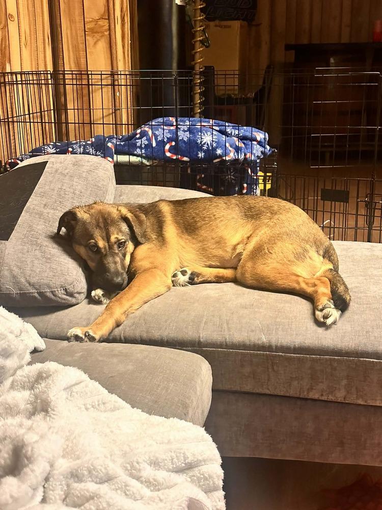 Annie, Adoptable, Adult Female Mixed Breed.