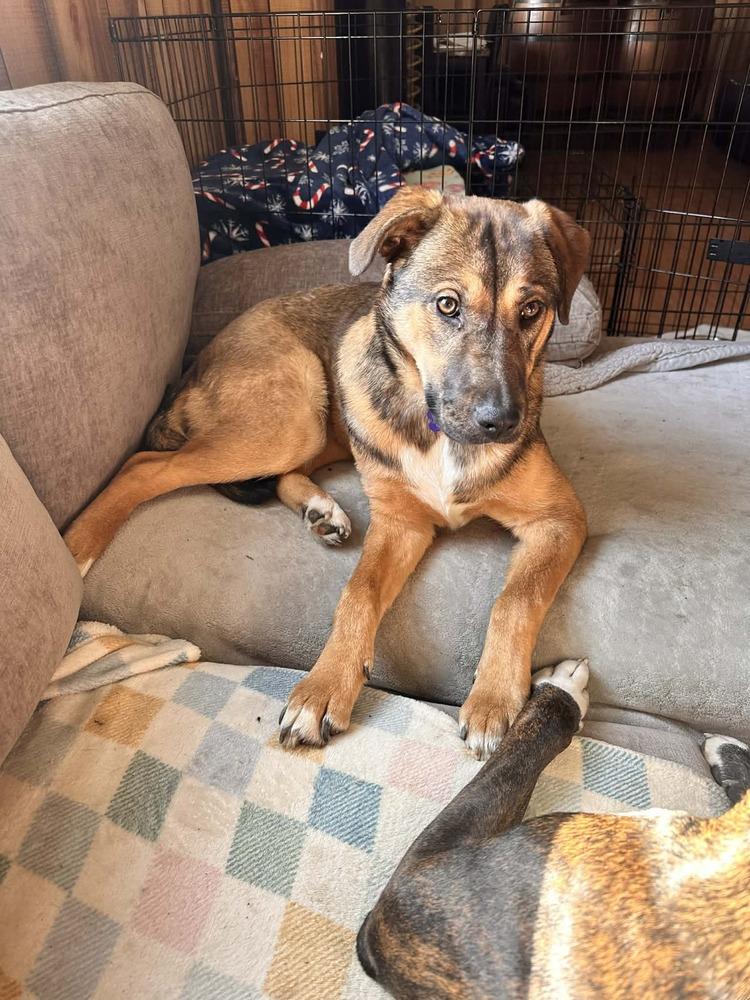 Annie, Adoptable, Young Female Shepherd & Labrador Retriever.