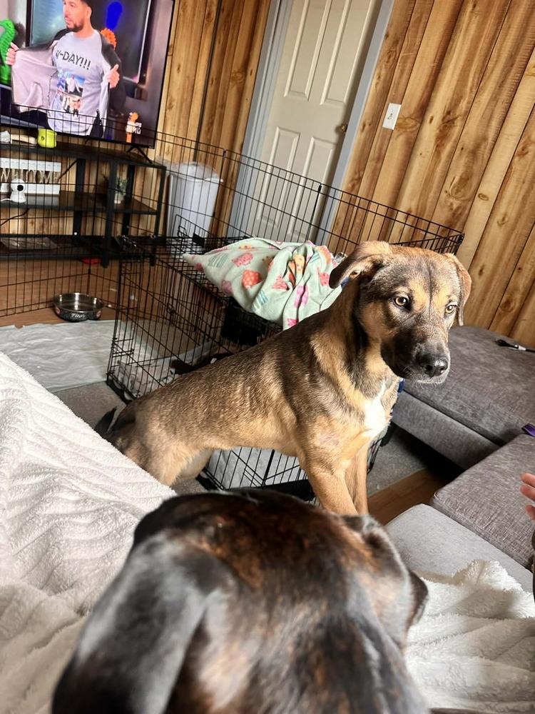 Enlarge Annie, a Adoptable mixed breed in Springdale, PA image 2/6