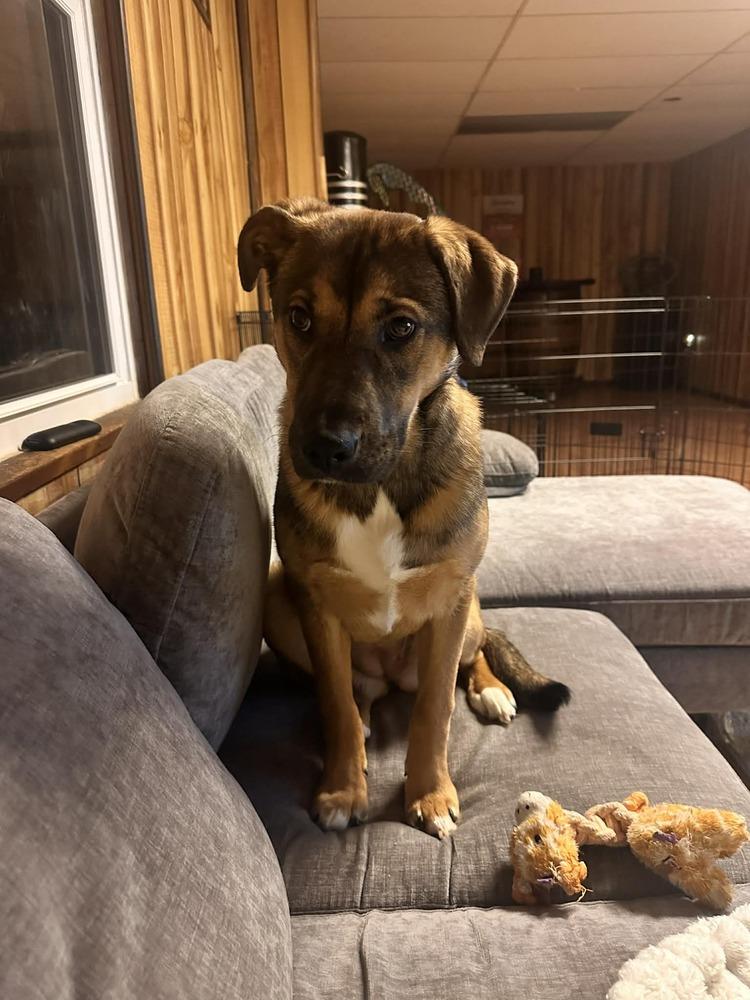 Enlarge Annie, a Adoptable mixed breed in Springdale, PA image 3/6