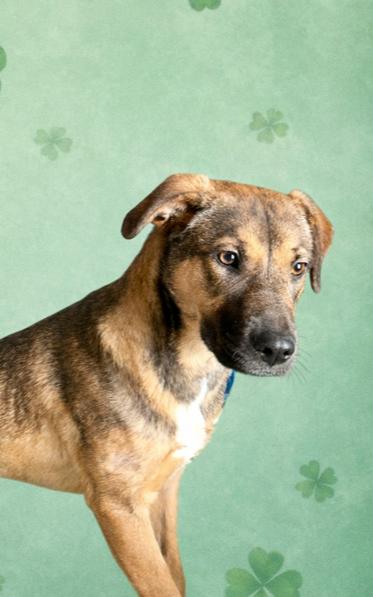 Enlarge Annie, a Adoptable mixed breed in Springdale, PA image 4/6