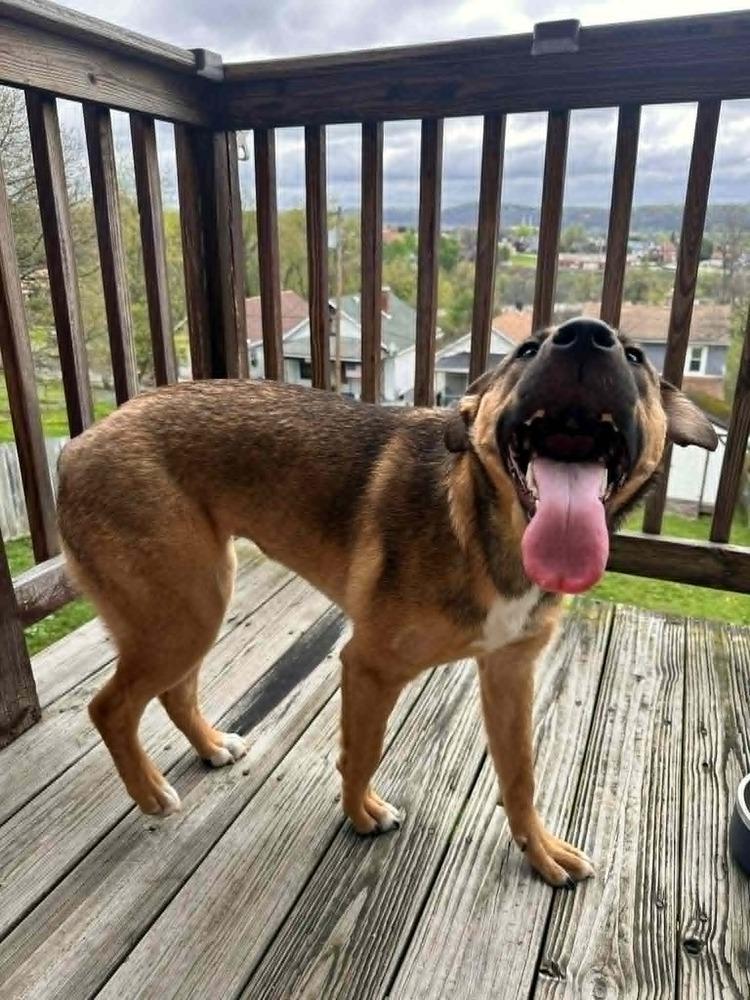 Enlarge Annie, a Adoptable mixed breed in Springdale, PA image 2/6