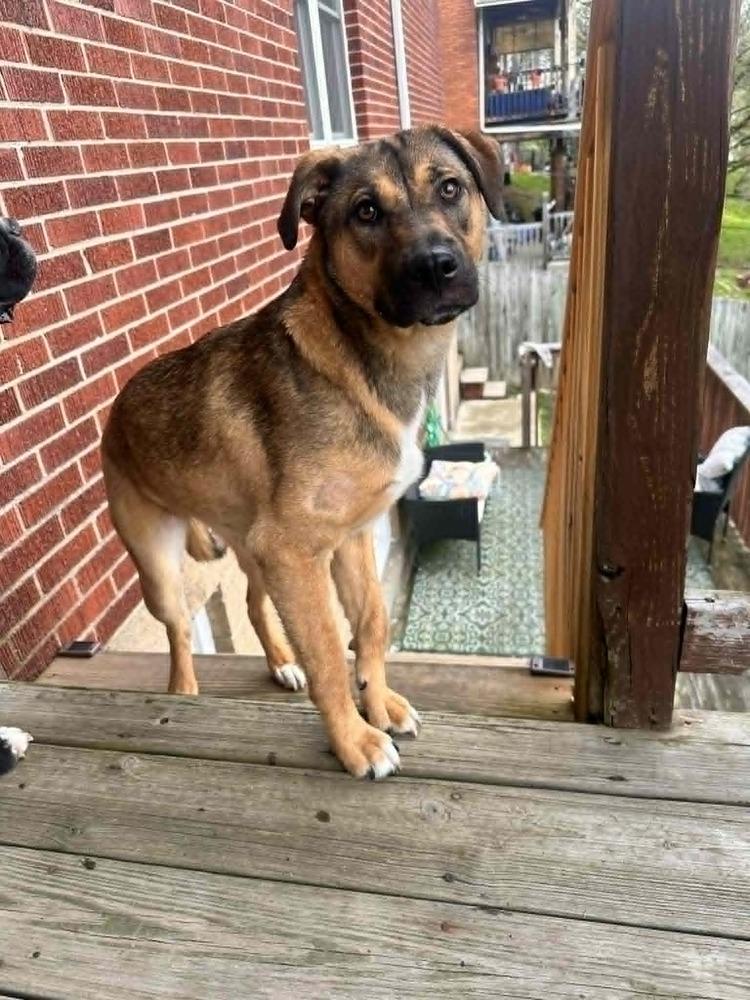 Enlarge Annie, a Adoptable mixed breed in Springdale, PA image 3/6