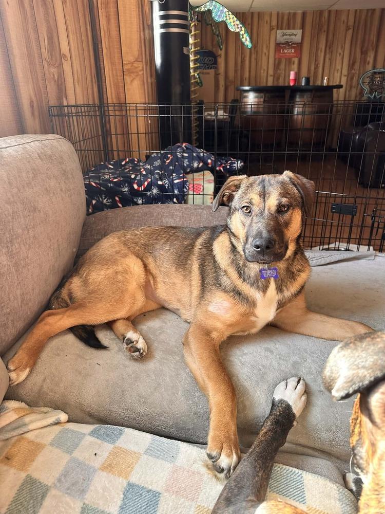 Enlarge Annie, a Adoptable mixed breed in Springdale, PA image 5/6