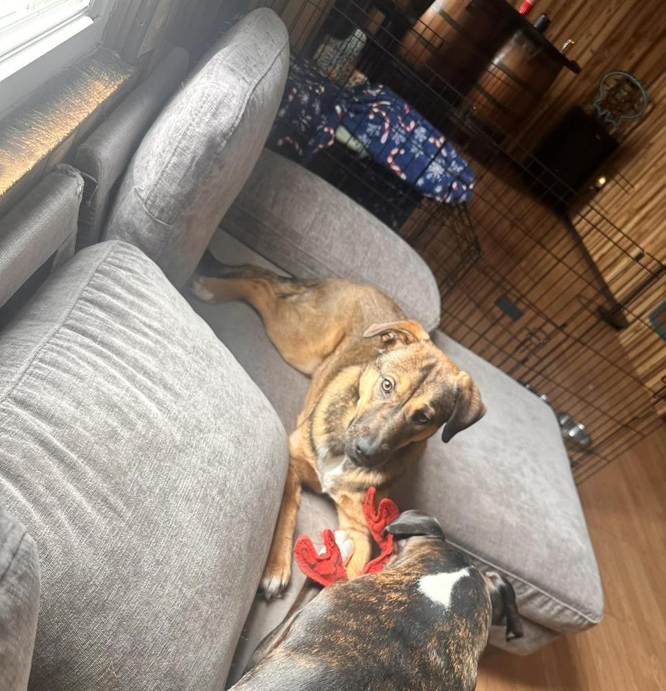 Enlarge Annie, a Adoptable mixed breed in Springdale, PA image 5/6