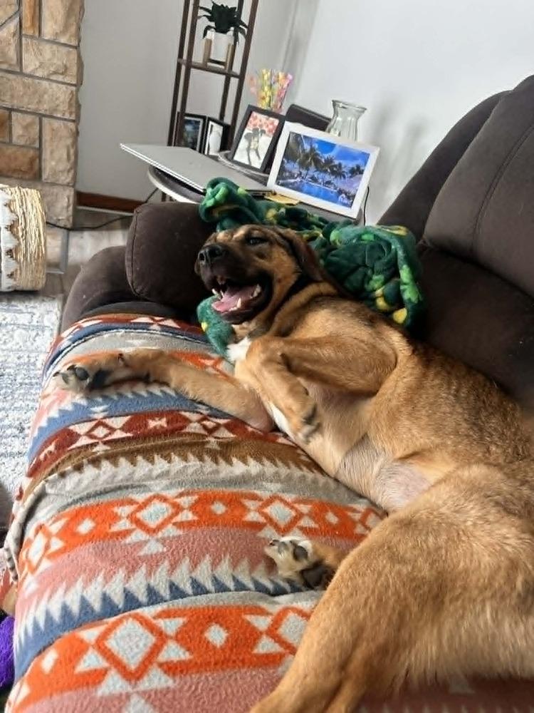 Enlarge Annie, a Adoptable mixed breed in Springdale, PA image 5/6