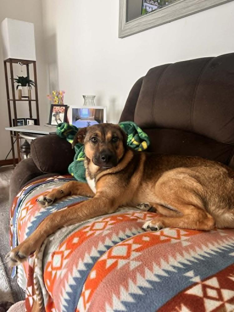 Enlarge Annie, a Adoptable mixed breed in Springdale, PA image 6/6