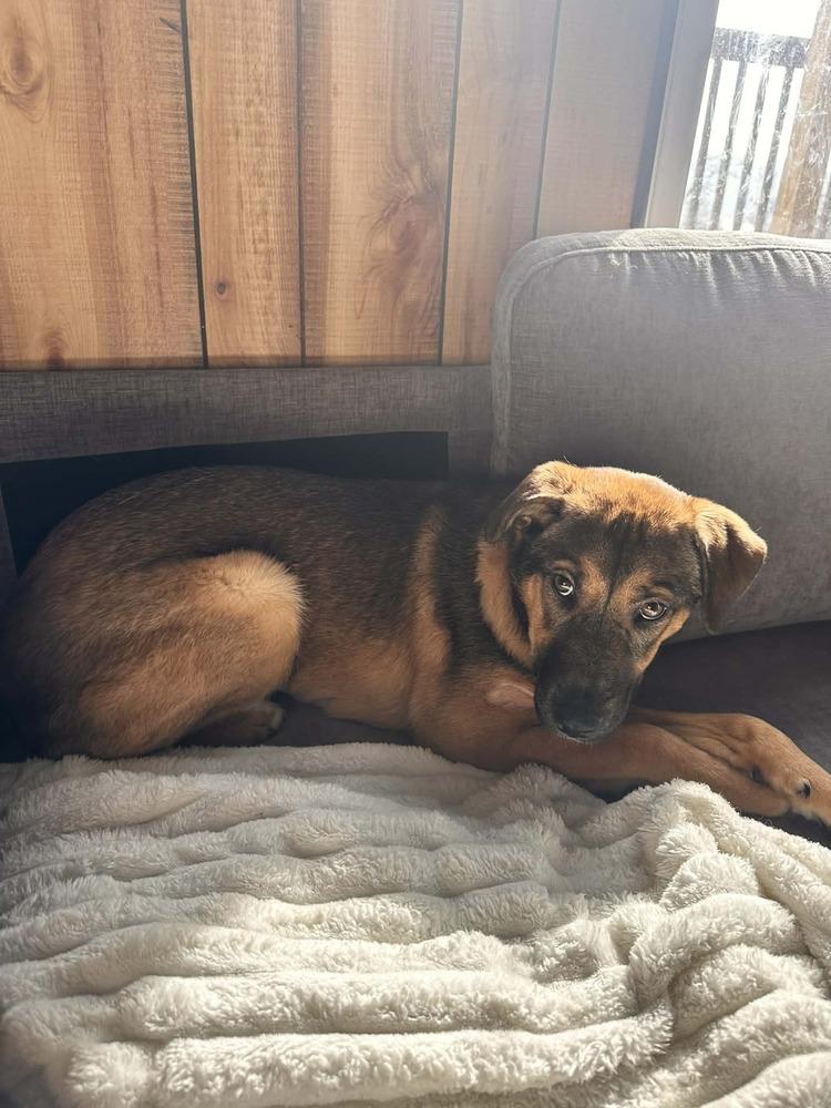 Enlarge Annie, a Adoptable mixed breed in Springdale, PA image 6/6