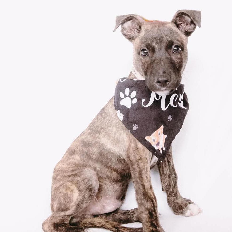 Gordon D12622, Adoptable, Puppy Male Dutch Shepherd & Labrador Retriever.