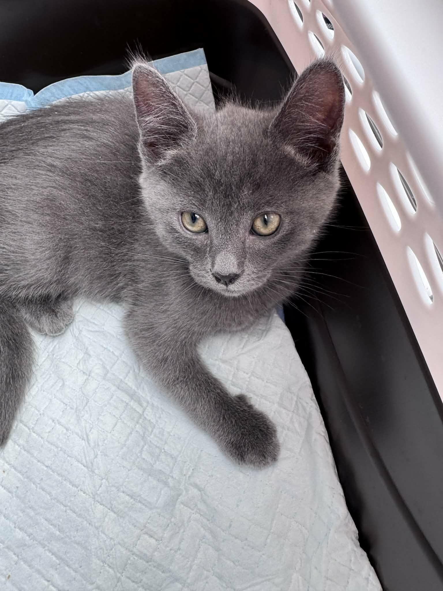 Little Chefs - Julia Child, adoptable, Kitten Female Domestic Short Hair & Russian Blue.
