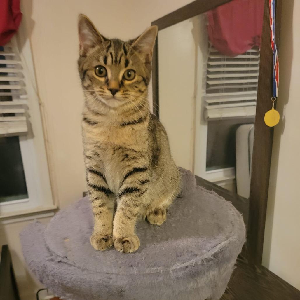 Timmie, Adoptable, Young Female Domestic Short Hair.