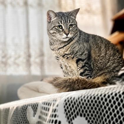 Kenzie, a Adoptable mixed breed in New York, NY image 2/5