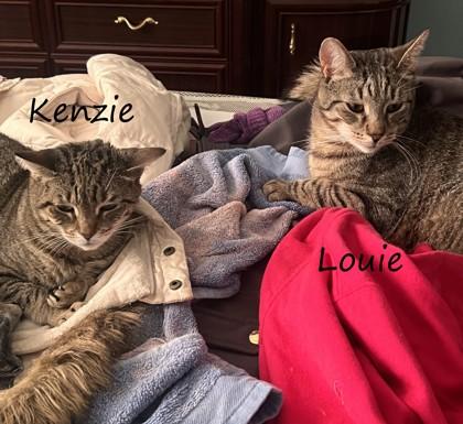 Enlarge Kenzie, a Adoptable mixed breed in New York, NY image 1/3