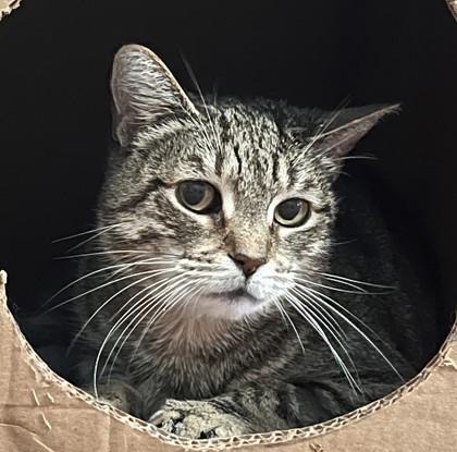 Enlarge Kenzie, a Adoptable mixed breed in New York, NY image 2/3