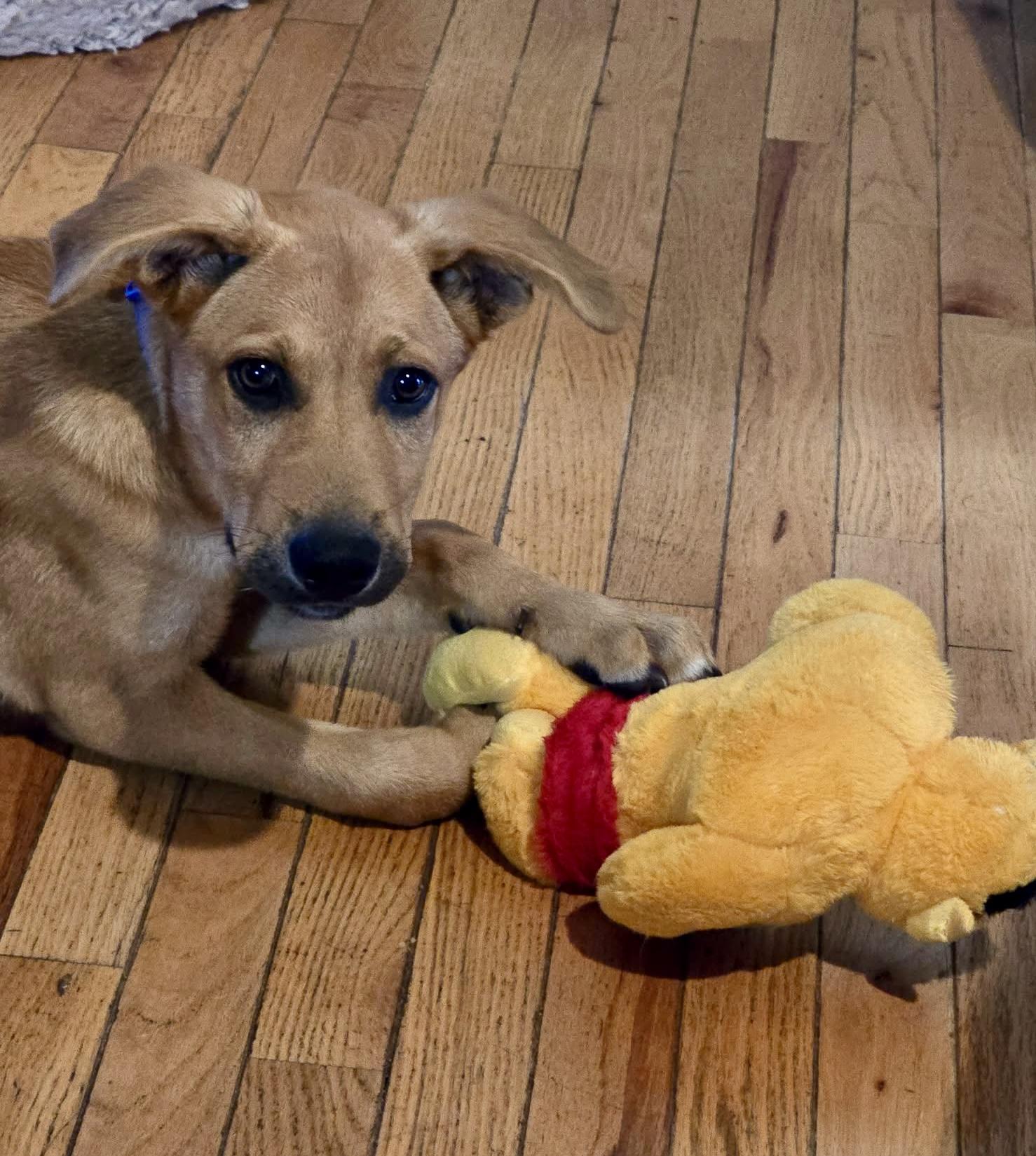 Enlarge Ebony, a ADOPTABLE mixed breed in Ooltewah, TN image 3/6