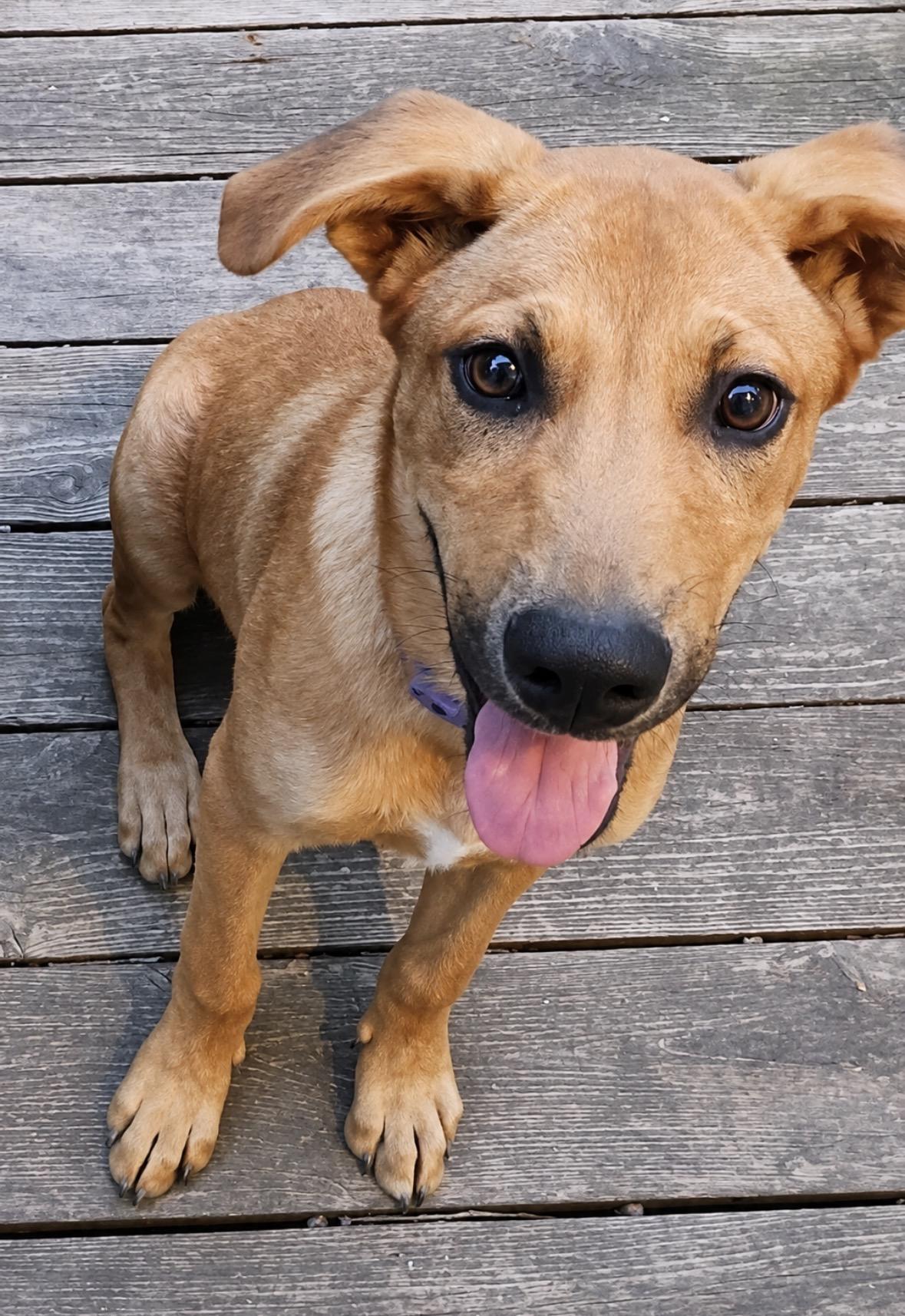 Enlarge Ebony, a ADOPTABLE mixed breed in Ooltewah, TN image 5/6