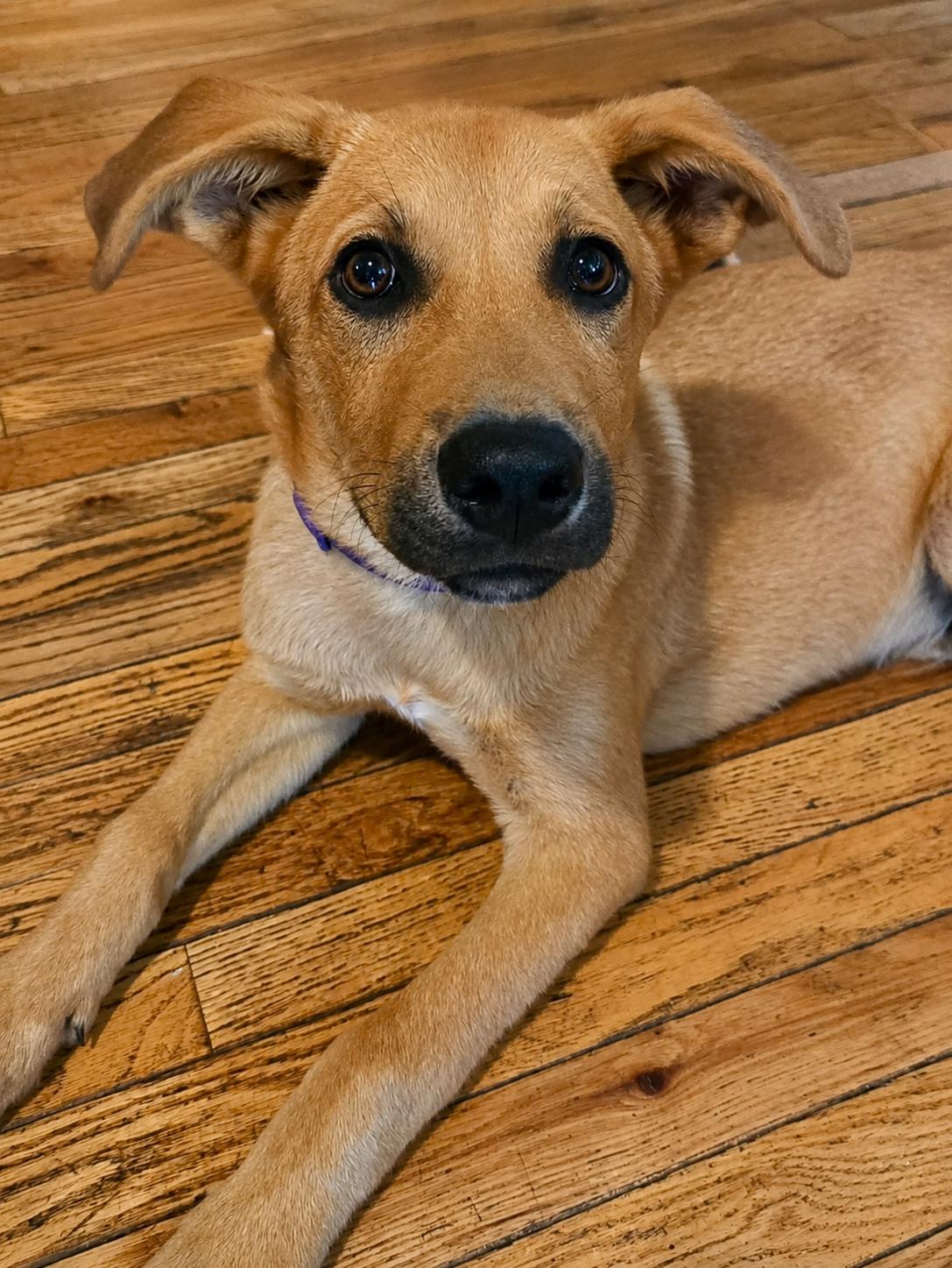 Ebony, ADOPTABLE, Young Male Yellow Labrador Retriever & Golden Retriever.