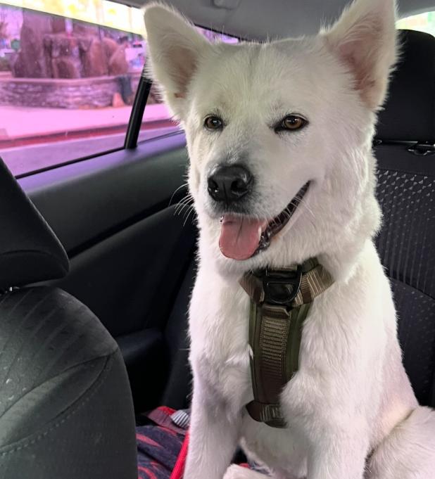 Enlarge Luna, a ADOPTABLE mixed breed in TEMECULA, CA image 3/5