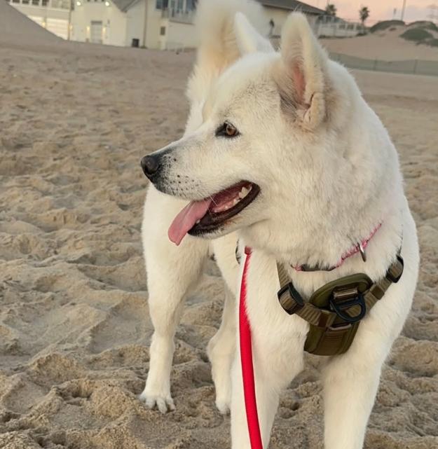 Enlarge Luna, a ADOPTABLE mixed breed in TEMECULA, CA image 2/5