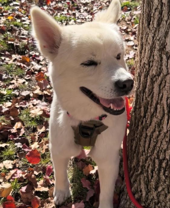 Enlarge Luna, a ADOPTABLE mixed breed in TEMECULA, CA image 5/5