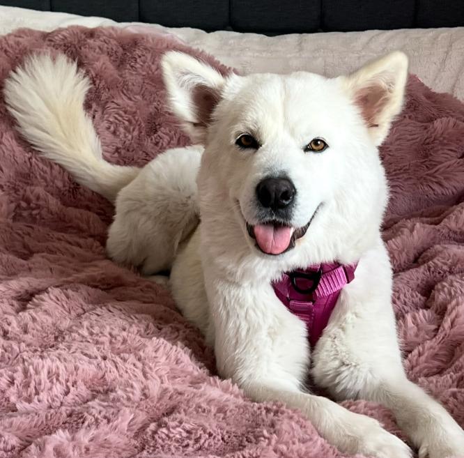 Enlarge Luna, a ADOPTABLE mixed breed in TEMECULA, CA image 1/5