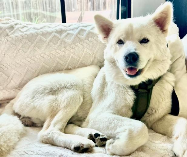 Enlarge Luna, a ADOPTABLE mixed breed in TEMECULA, CA image 4/5