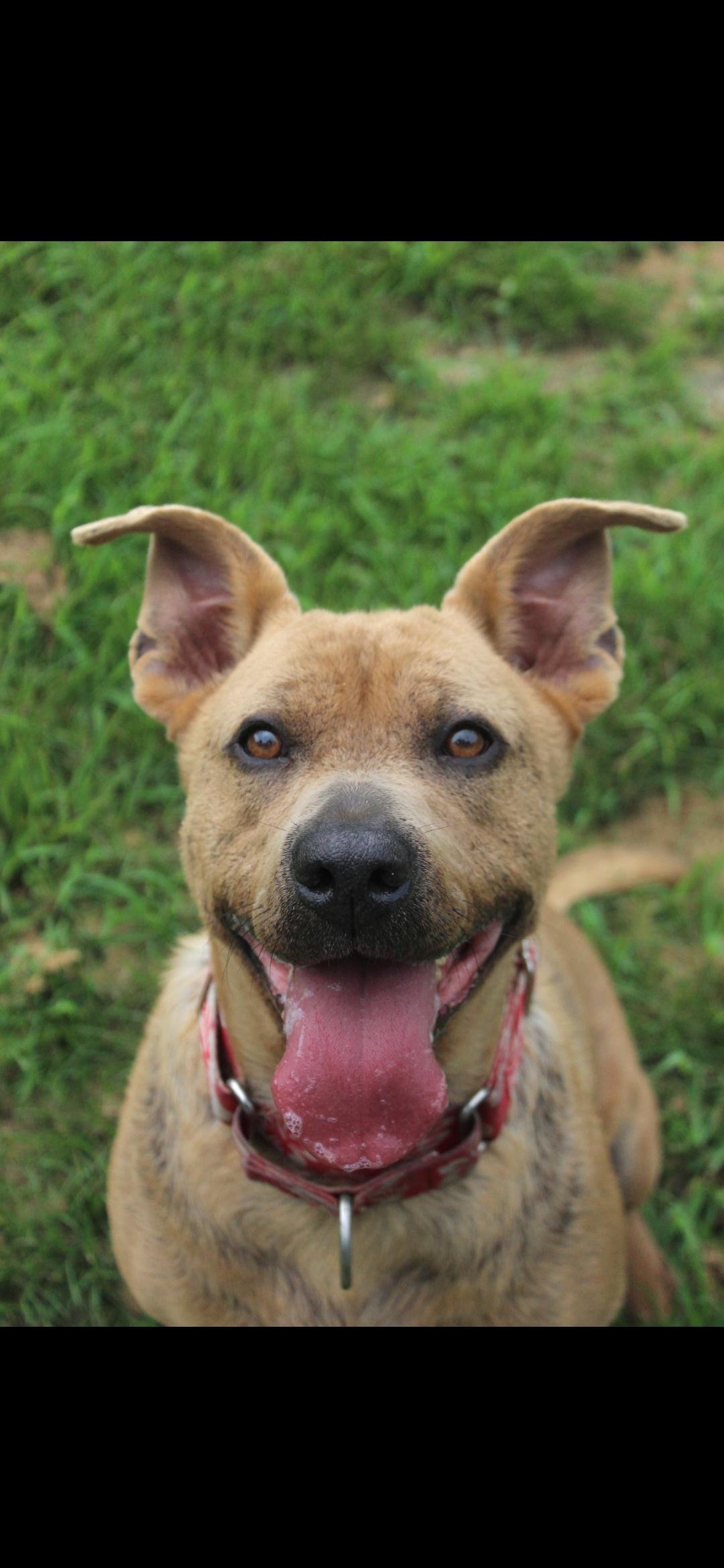 Grizzly, Adoptable, Adult Female Pit Bull Terrier.