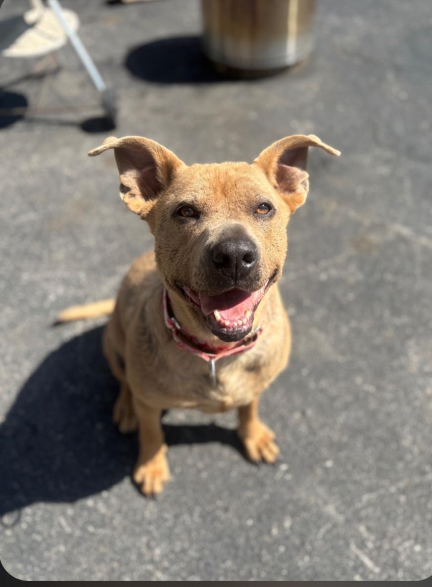 Enlarge Grizzly, a Adoptable mixed breed in Berea, KY image 2/2