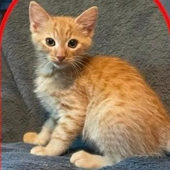 Frank, Adoptable, Kitten Male Domestic Short Hair.
