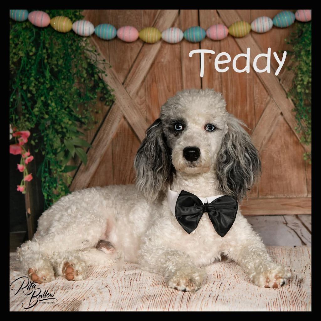 Teddy, Adoptable, Young Male Poodle.