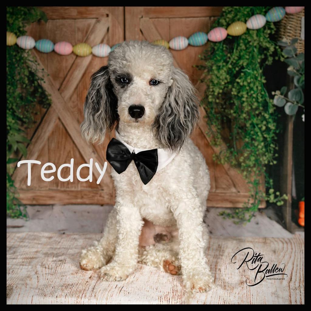 Enlarge Teddy, a Adoptable Poodle in Miami, OK image 2/5