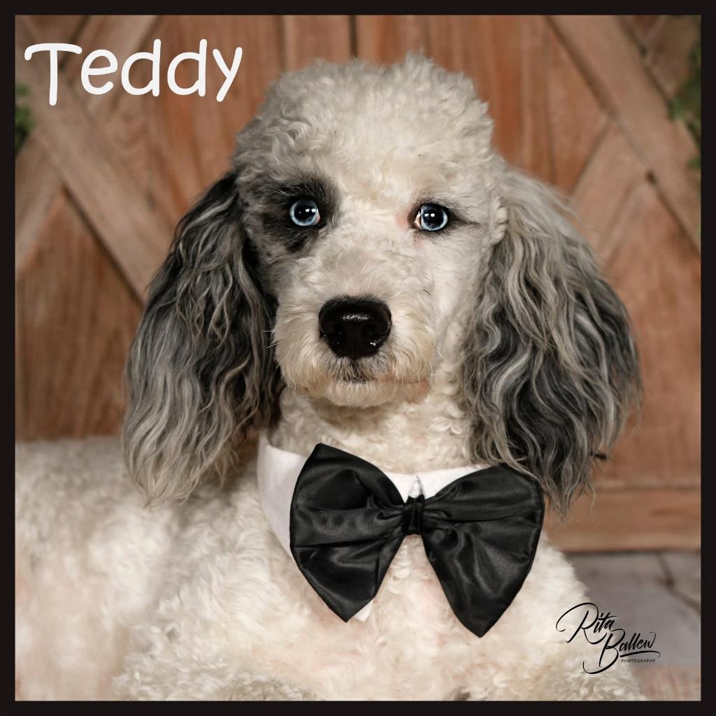 Enlarge Teddy, a Adoptable Poodle in Miami, OK image 3/5