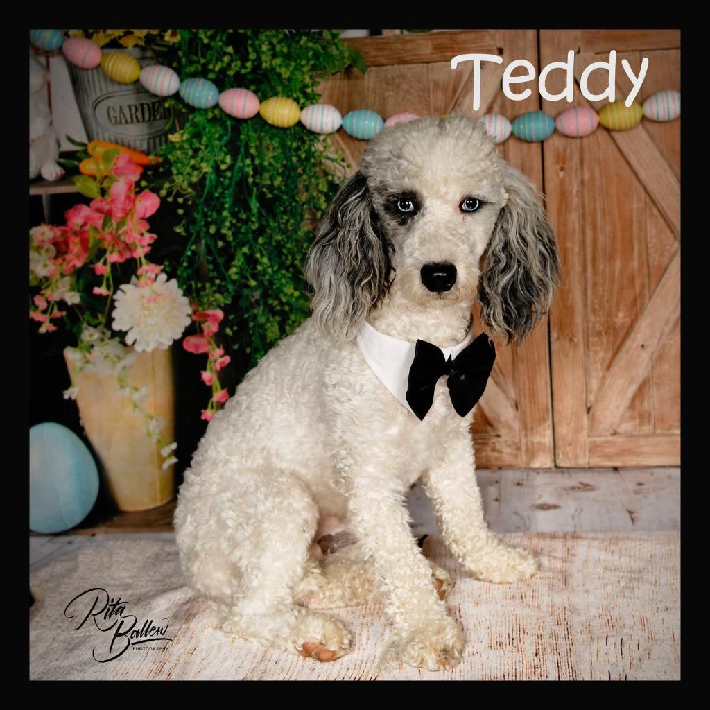 Enlarge Teddy, a Adoptable Poodle in Miami, OK image 5/5