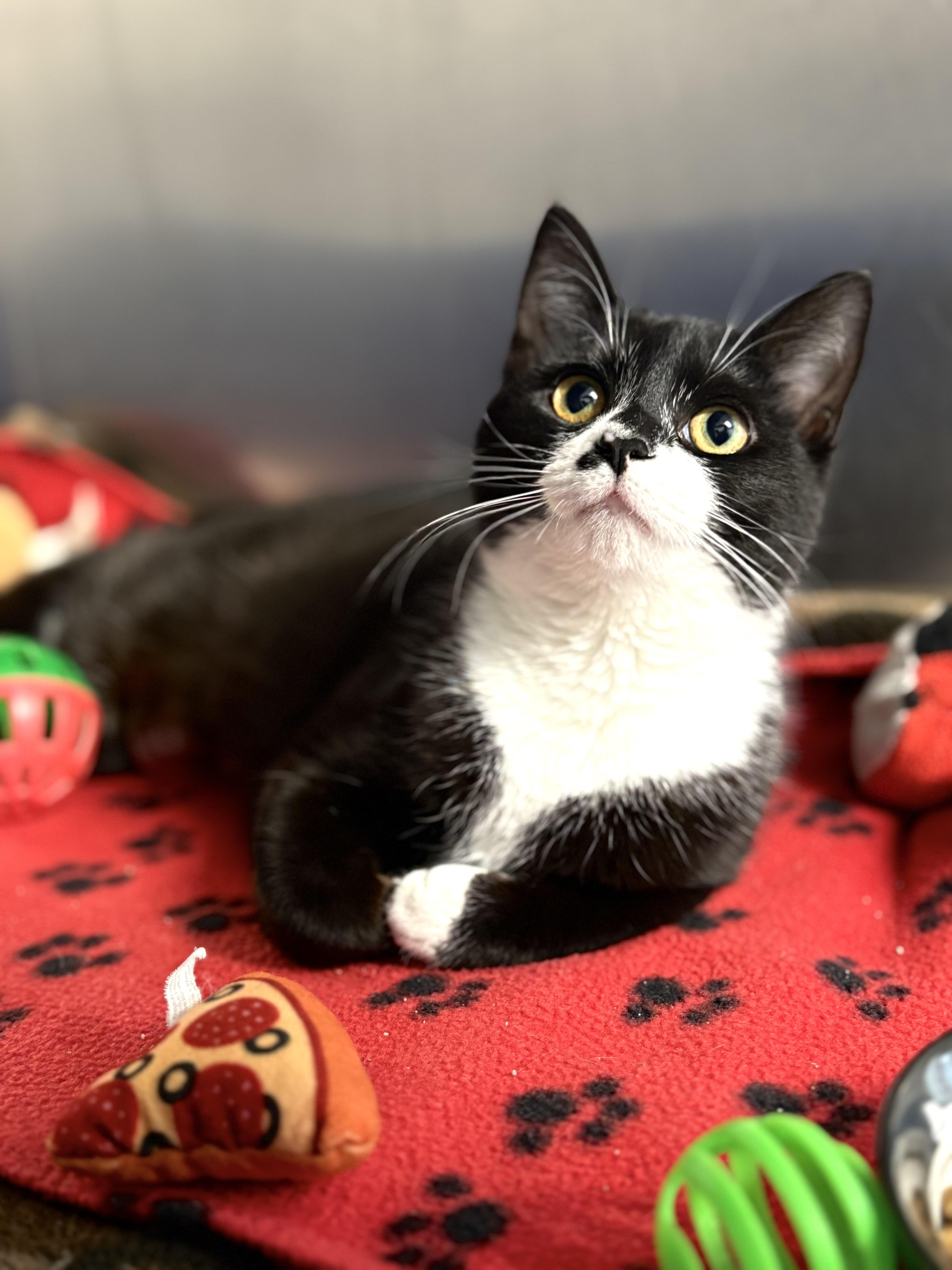 Cherry Turnover, a Adoptable Domestic Short Hair in St. Clair, MI image 2/2