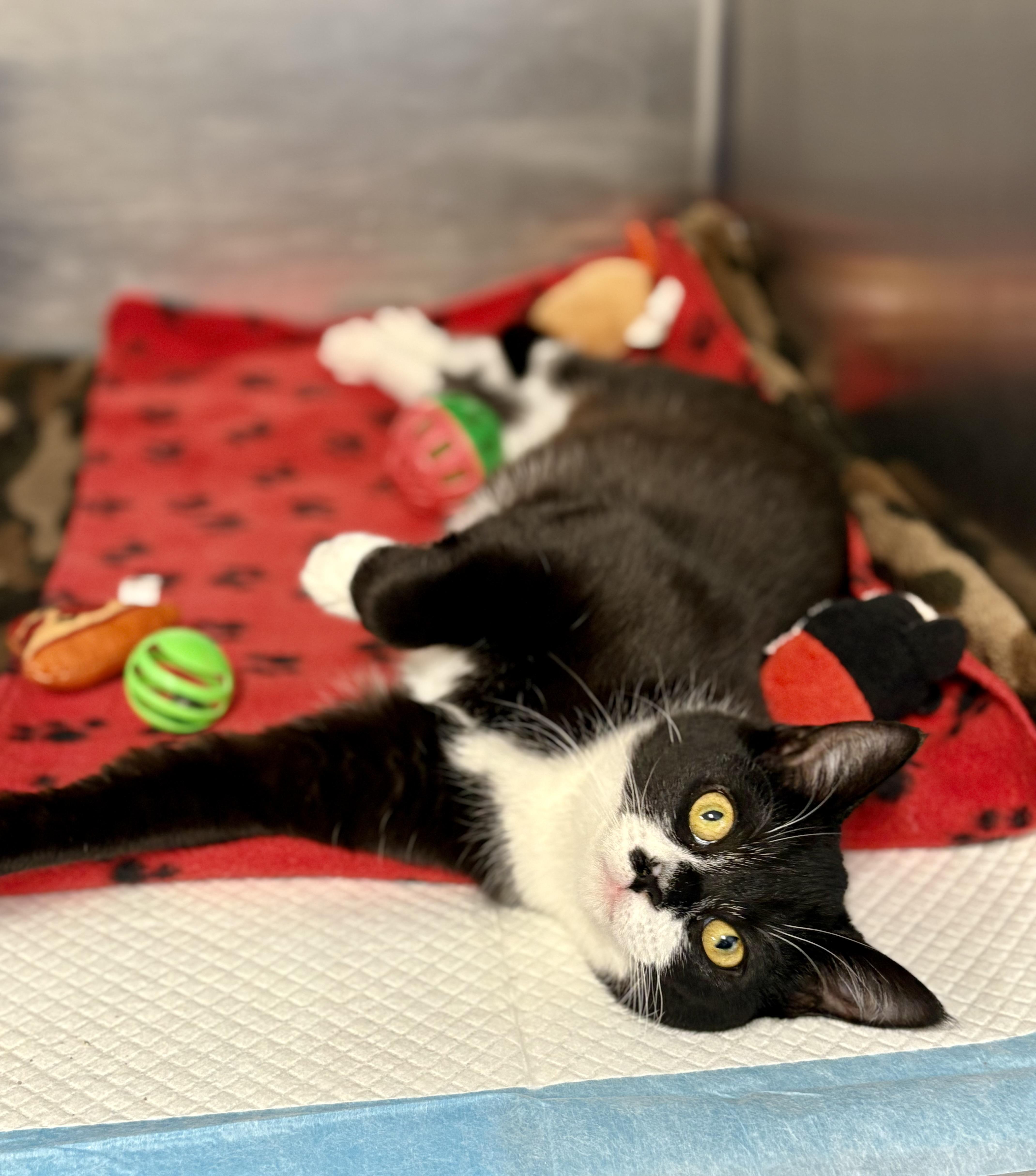 Cherry Turnover, a Adoptable Domestic Short Hair in St. Clair, MI image 1/2