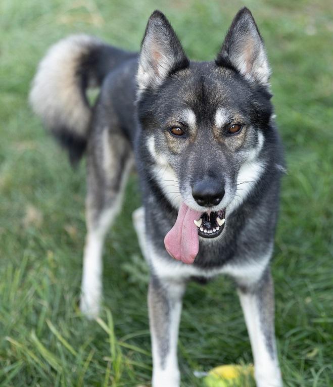 Enlarge Memphis, a Adoptable mixed breed in Creston, IA image 1/3